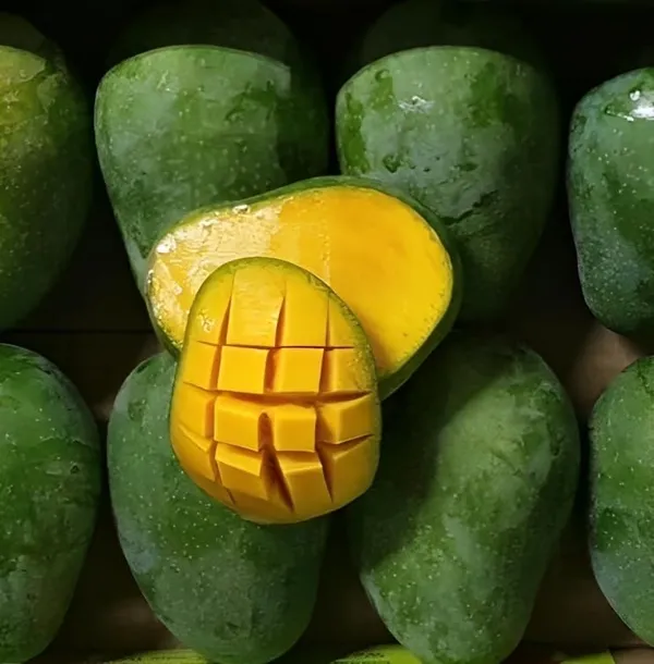 Combo_2Black_Stone_Mango_+_Bombay_Green_Hybrid_Mango_Plant_Height_1.5-2_Grafted_Mango_Trre_King_Of_FruitsHealthy_Live_Fruit_Plant_For_Home_Garden
