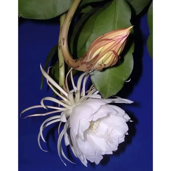 Brahma_Kamal_Plant_Original_White_Plant_Special_Variety_Height_0.5_To_1_Feet_(Flower_After_6_Months)_Night_Queen_Flower_Tree_Pack_Of_1__Flower_Plant_For_Home_Garden