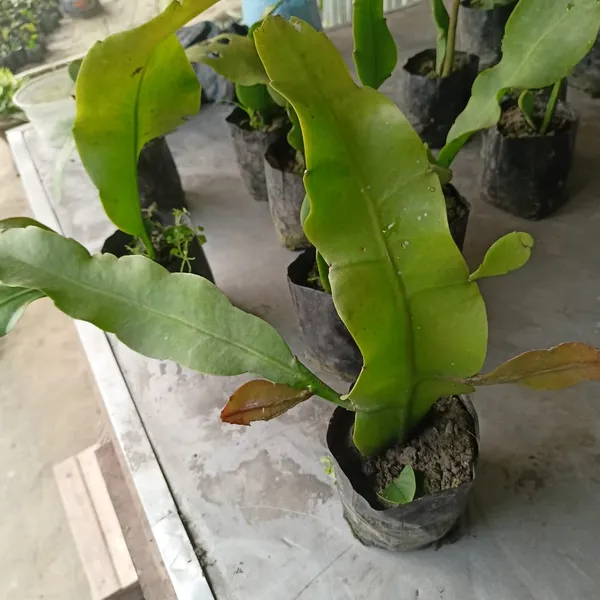 Garden_Brahma_Kamal/Night_Queen_Flower_Plant
