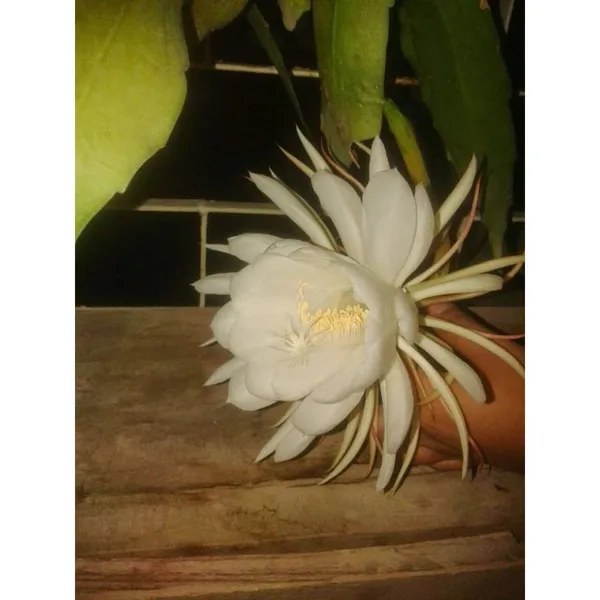 Garden_Brahma_Kamal/Night_Queen_Flower_Plant