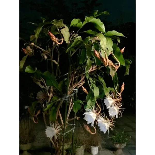 Garden_Brahma_Kamal/Night_Queen_Flower_Plant
