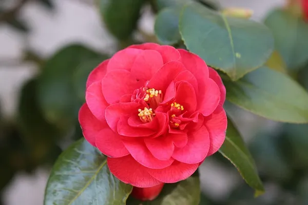 Camellia_Japonica_'Greensboro_Red'_Flower_Live_Plant_Rare_Hybrid_1.5_Feet_To_2_Feet_Tree
