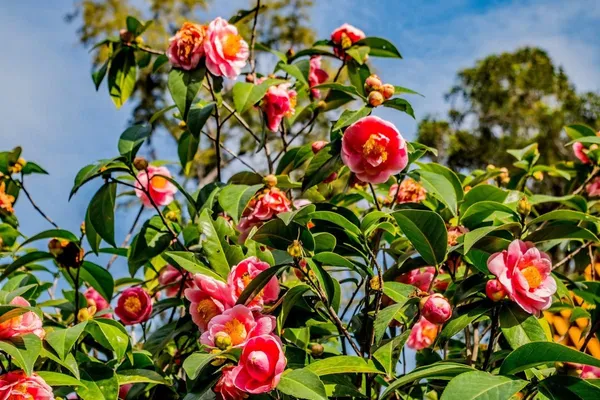 Camellia_Japonica_'Greensboro_Red'_Flower_Live_Plant_Rare_Hybrid_1.5_Feet_To_2_Feet_Tree