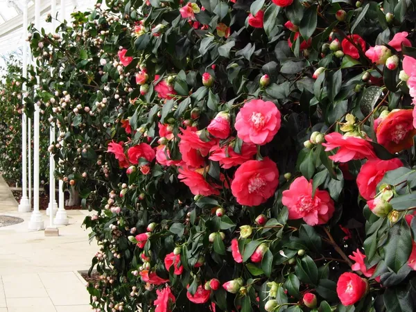 Camellia_Japonica_'Greensboro_Red'_Flower_Live_Plant_Rare_Hybrid_1.5_Feet_To_2_Feet_Tree