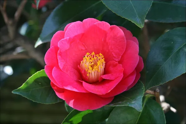 Camellia_Japonica_'Greensboro_Red'_Flower_Live_Plant_Rare_Hybrid_1.5_Feet_To_2_Feet_Tree