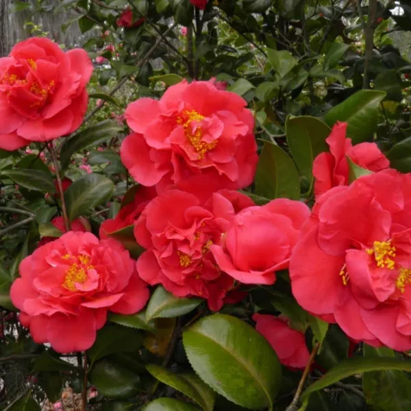Camellia_Japonica_'Greensboro_Red'_Flower_Live_Plant_Rare_Hybrid_1.5_Feet_To_2_Feet_Tree