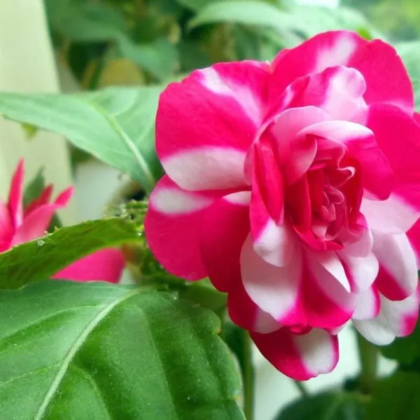 Peppermint_Camellia_Flower_PlantHeight_2-2.5_Feet_(Japonica_Peppermint?)_Flower_After_One_Year_Rare_Queen_Of_Winter_Hybrid_Healthy_Live_Flower_Plant_For_Home_Garden