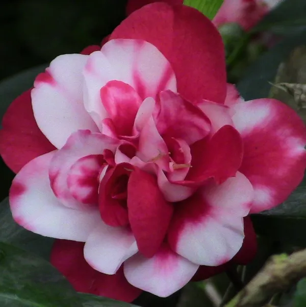 Peppermint_Camellia_Flower_PlantHeight_2-2.5_Feet_(Japonica_Peppermint?)_Flower_After_One_Year_Rare_Queen_Of_Winter_Hybrid_Healthy_Live_Flower_Plant_For_Home_Garden