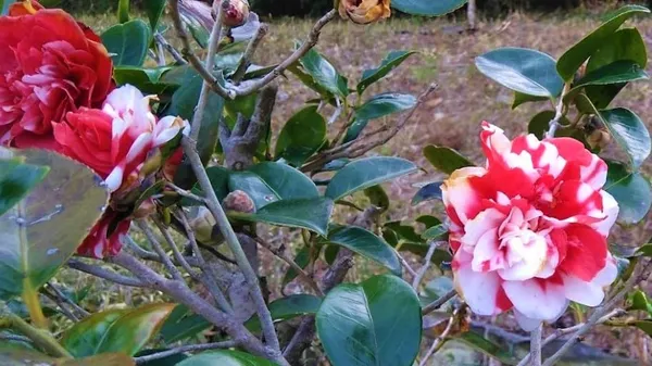 Peppermint_Camellia_Flower_PlantHeight_2-2.5_Feet_(Japonica_Peppermint?)_Flower_After_One_Year_Rare_Queen_Of_Winter_Hybrid_Healthy_Live_Flower_Plant_For_Home_Garden
