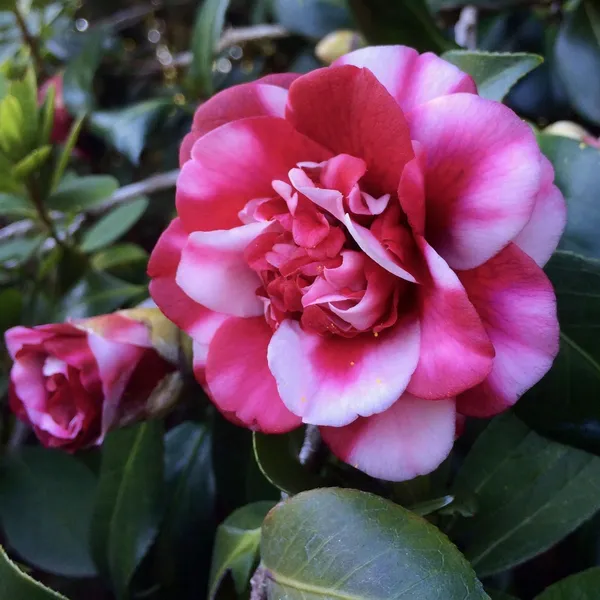 Peppermint_Camellia_Flower_PlantHeight_2-2.5_Feet_(Japonica_Peppermint?)_Flower_After_One_Year_Rare_Queen_Of_Winter_Hybrid_Healthy_Live_Flower_Plant_For_Home_Garden