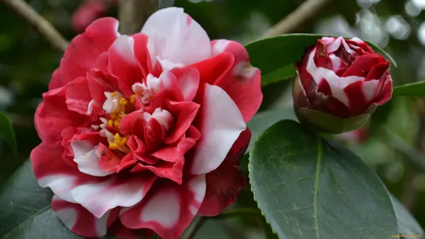 Peppermint_Camellia_Flower_PlantHeight_2-2.5_Feet_(Japonica_Peppermint?)_Flower_After_One_Year_Rare_Queen_Of_Winter_Hybrid_Healthy_Live_Flower_Plant_For_Home_Garden