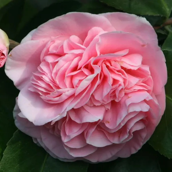 Debutante_Camellia_Flower_Plant_Rare_Hybrid_1.5_Feet_To_2_Feet_Tree