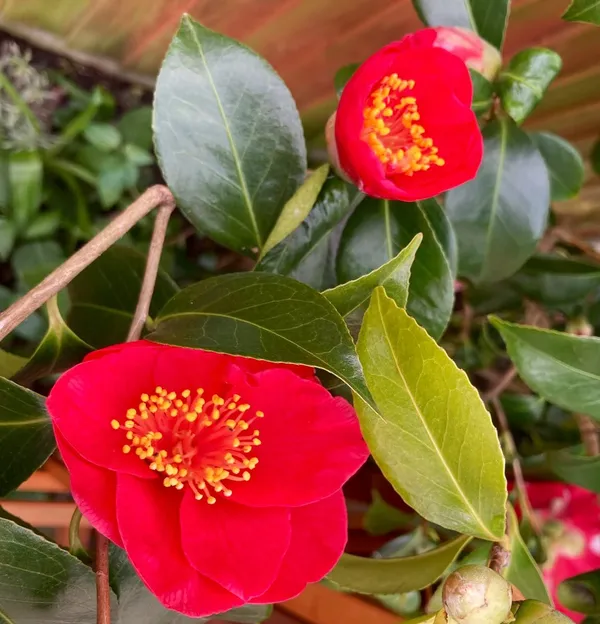 Kramers_Camellia_Flower_Plant_Outdoor_Shrub_Trees_Rare_Hybrid_1.5_Feet_To_2_Feet_Tree
