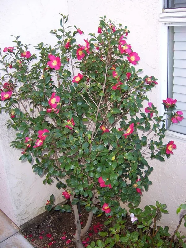 Kramers_Camellia_Flower_Plant_Outdoor_Shrub_Trees_Rare_Hybrid_1.5_Feet_To_2_Feet_Tree