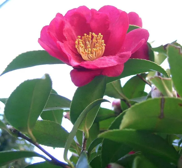 Kramers_Camellia_Flower_Plant_Outdoor_Shrub_Trees_Rare_Hybrid_1.5_Feet_To_2_Feet_Tree