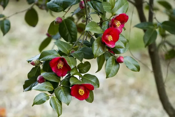 Kramers_Camellia_Flower_Plant_Outdoor_Shrub_Trees_Rare_Hybrid_1.5_Feet_To_2_Feet_Tree