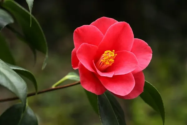 Kramers_Camellia_Flower_Plant_Outdoor_Shrub_Trees_Rare_Hybrid_1.5_Feet_To_2_Feet_Tree
