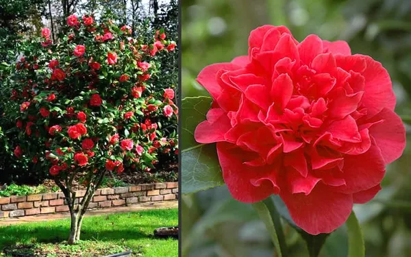 Kramers_Camellia_Flower_Plant_Outdoor_Shrub_Trees_Rare_Hybrid_1.5_Feet_To_2_Feet_Tree