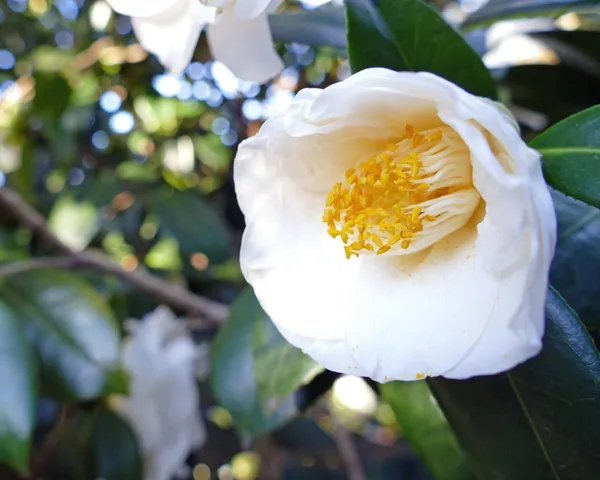 Mine_No_Yuki_White_Camellia_Flower_Plant_Outdoor_Shrub_Trees_Rare_Hybrid_1.5_Feet_To_2_Feet_Tree