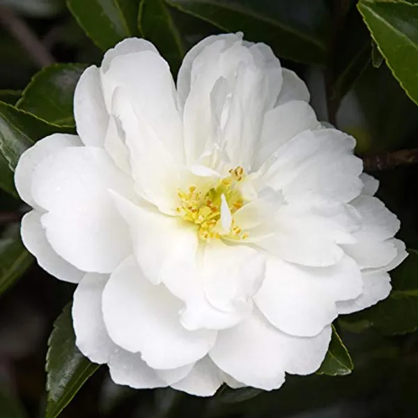Mine_No_Yuki_White_Camellia_Flower_Plant_Outdoor_Shrub_Trees_Rare_Hybrid_1.5_Feet_To_2_Feet_Tree