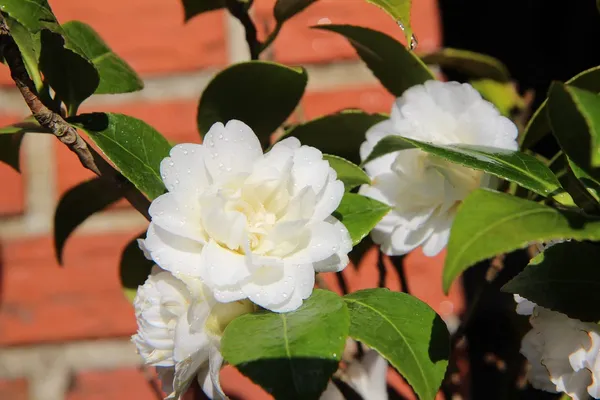 Mine_No_Yuki_White_Camellia_Flower_Plant_Outdoor_Shrub_Trees_Rare_Hybrid_1.5_Feet_To_2_Feet_Tree