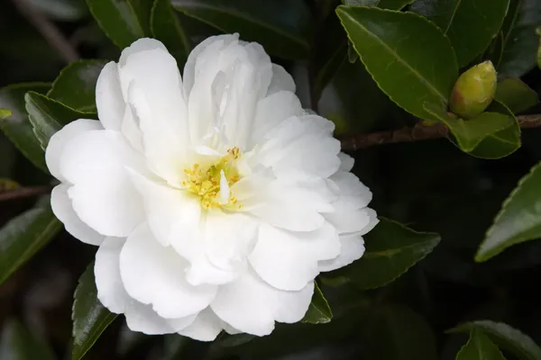 Mine_No_Yuki_White_Camellia_Flower_Plant_Outdoor_Shrub_Trees_Rare_Hybrid_1.5_Feet_To_2_Feet_Tree
