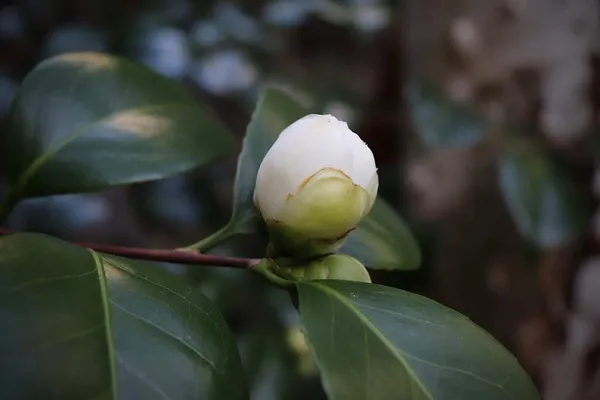 Mine_No_Yuki_White_Camellia_Flower_Plant_Outdoor_Shrub_Trees_Rare_Hybrid_1.5_Feet_To_2_Feet_Tree