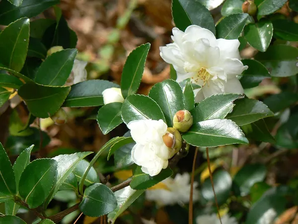 Mine_No_Yuki_White_Camellia_Flower_Plant_Outdoor_Shrub_Trees_Rare_Hybrid_1.5_Feet_To_2_Feet_Tree