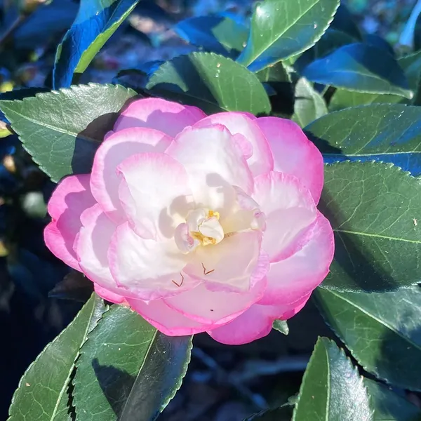 Moonshadow_Camellia_Flower_Plant_(Pink_White)_Outdoor_Live_Plant_Rare_Hybrid_1.5_Feet_To_2_Feet_Tree