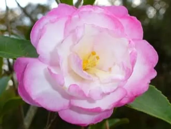 Moonshadow_Camellia_Flower_Plant_(Pink_White)_Outdoor_Live_Plant_Rare_Hybrid_1.5_Feet_To_2_Feet_Tree