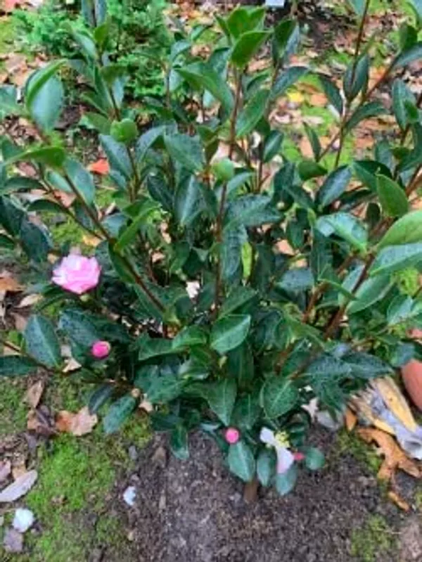 Moonshadow_Camellia_Flower_Plant_(Pink_White)_Outdoor_Live_Plant_Rare_Hybrid_1.5_Feet_To_2_Feet_Tree