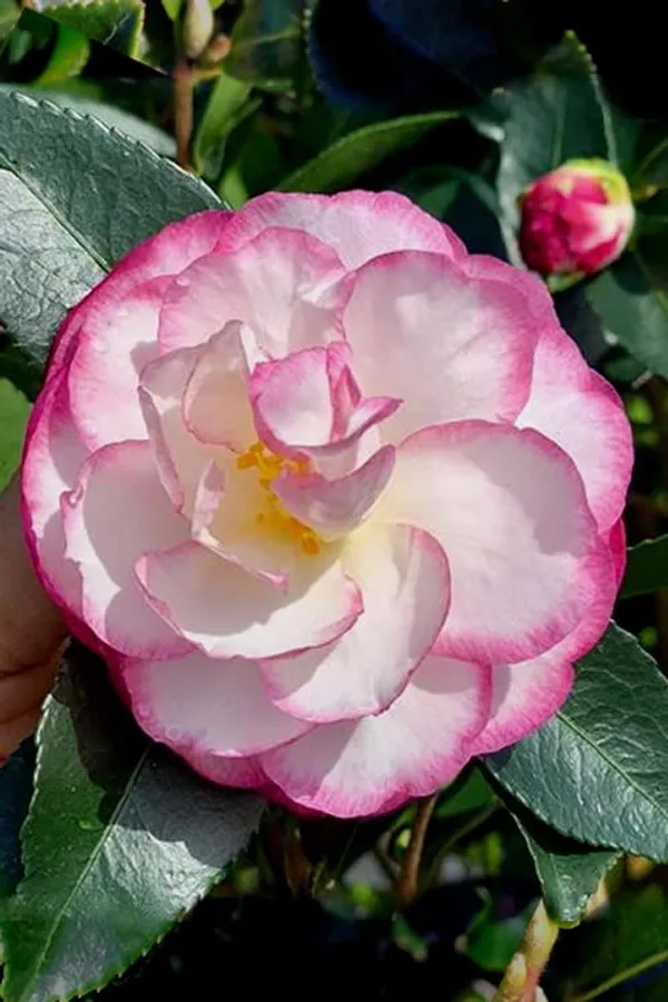 Moonshadow_Camellia_Flower_Plant_(Pink_White)_Outdoor_Live_Plant_Rare_Hybrid_1.5_Feet_To_2_Feet_Tree