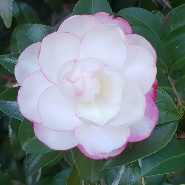 Moonshadow_Camellia_Flower_Plant_(Pink_White)_Outdoor_Live_Plant_Rare_Hybrid_1.5_Feet_To_2_Feet_Tree