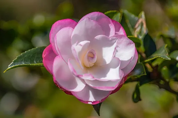 Moonshadow_Camellia_Flower_Plant_(Pink_White)_Outdoor_Live_Plant_Rare_Hybrid_1.5_Feet_To_2_Feet_Tree