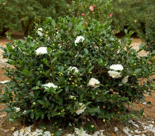 Camellia_October_Magic_White_Shi_Shi_Flower_Plant_Rare_Hybrid_1.5_Feet_To_2_Feet_Tree