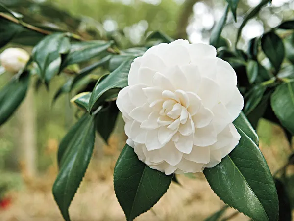 Camellia_October_Magic_White_Shi_Shi_Flower_Plant_Rare_Hybrid_1.5_Feet_To_2_Feet_Tree