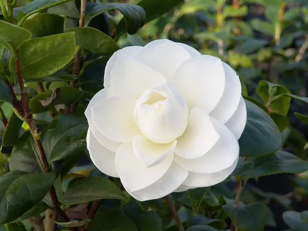 Camellia_October_Magic_White_Shi_Shi_Flower_Plant_Rare_Hybrid_1.5_Feet_To_2_Feet_Tree