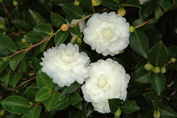 Camellia_October_Magic_White_Shi_Shi_Flower_Plant_Rare_Hybrid_1.5_Feet_To_2_Feet_Tree