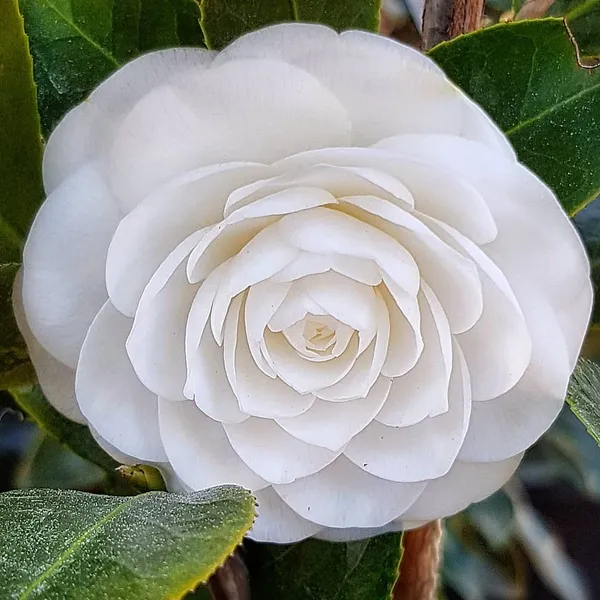 Camellia_October_Magic_White_Shi_Shi_Flower_Plant_Rare_Hybrid_1.5_Feet_To_2_Feet_Tree