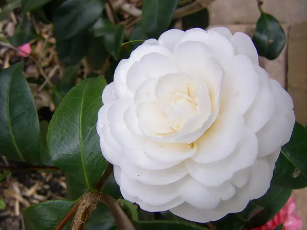 Camellia_October_Magic_White_Shi_Shi_Flower_Plant_Rare_Hybrid_1.5_Feet_To_2_Feet_Tree