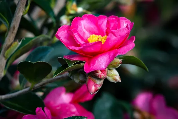 Camellia_Shishi_Gashira_Flowers_Live_Plant_Rare_Hybrid_1.5_Feet_To_2_Feet_Tree