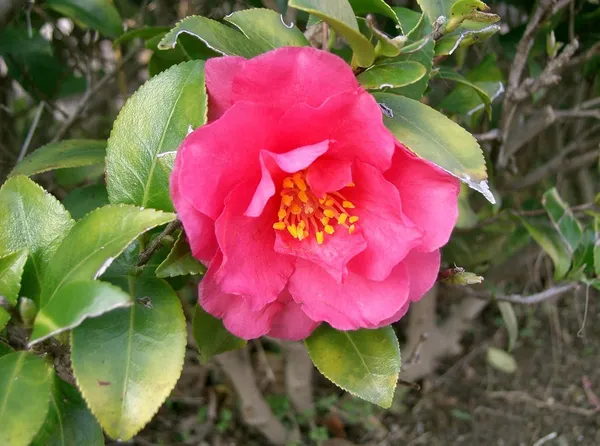 Camellia_Shishi_Gashira_Flowers_Live_Plant_Rare_Hybrid_1.5_Feet_To_2_Feet_Tree