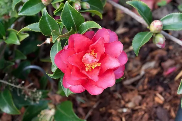 Camellia_Shishi_Gashira_Flowers_Live_Plant_Rare_Hybrid_1.5_Feet_To_2_Feet_Tree