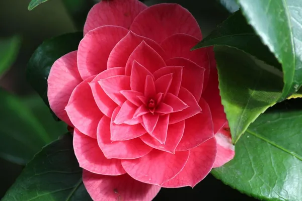 Camellia_Flower_Plant_Rare_Japanese_Varity_Size_1_Ft_To_1.5_F_Tree