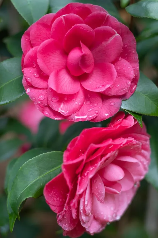 Camellia_Flower_Plant_Rare_Japanese_Varity_Size_1_Ft_To_1.5_F_Tree