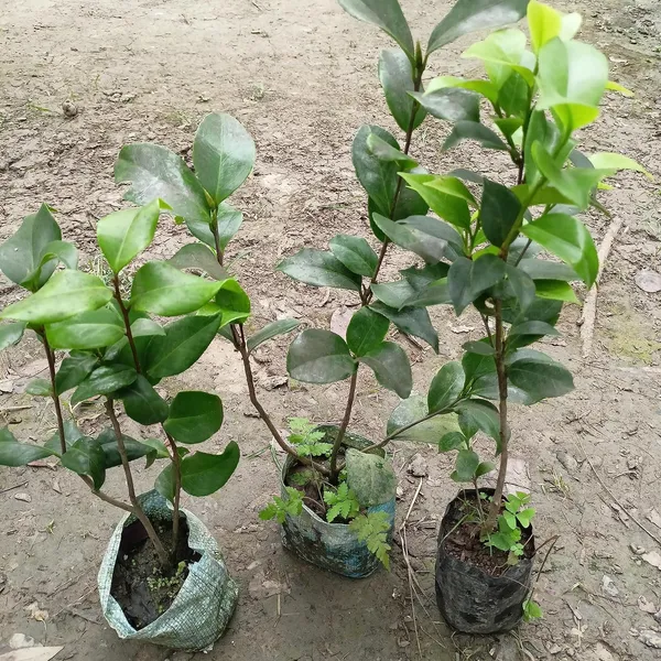 Camellia_Flower_Plant_Rare_Japanese_Varity_Size_1_Ft_To_1.5_F_Tree