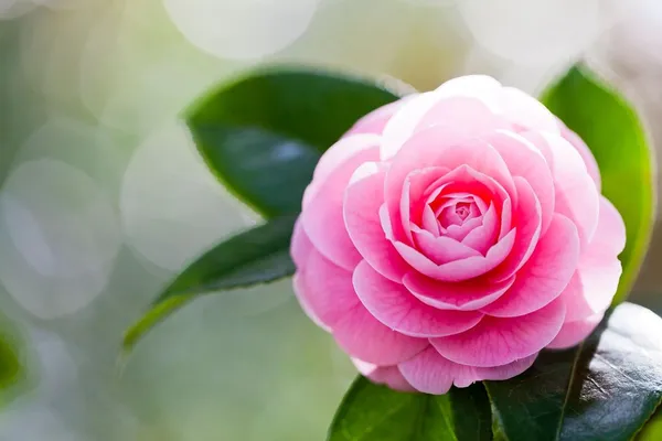 Camellia_Flower_Plant_Rare_Japanese_Varity_Size_1_Ft_To_1.5_F_Tree