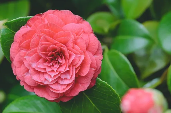 Camellia_Flower_Plant_Rare_Japanese_Varity_Size_1_Ft_To_1.5_F_Tree