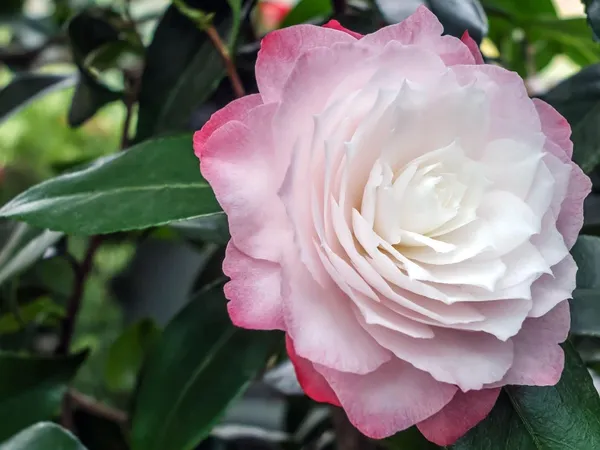 Camellia_Flower_Plant_Rare_Japanese_Varity_Size_1_Ft_To_1.5_F_Tree