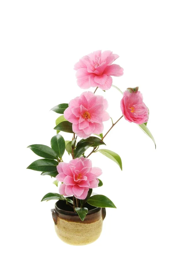 Camellia_Flower_Plant_Rare_Japanese_Varity_Size_1_Ft_To_1.5_F_Tree